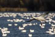 Oies des neiges (37)