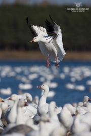 Oies des neiges (7)