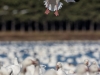 Oies des neiges (23)