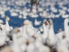 Oies des neiges (24)