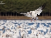 Oies des neiges (27)