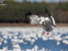 Oies des neiges (29)