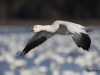 Oies des neiges (32)