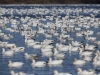 Oies des neiges (33)