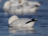 Oies des neiges (34)