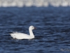 Oies des neiges (35)