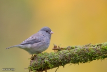 Junco