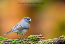 Junco
