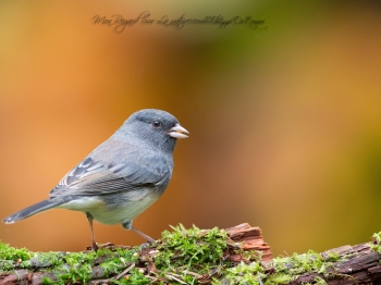 Junco