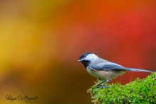 Mésange