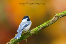 Mésange noir