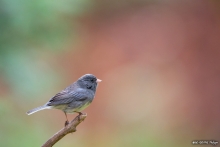 Junco