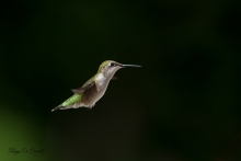 colibris à gorge rubis