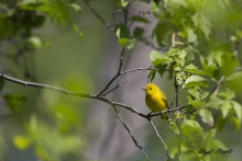 Paruline Jaune