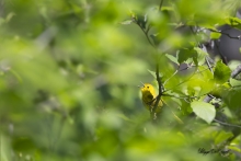 Paruline Jaune !