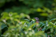 _HIL3975
