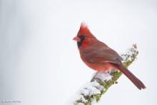 Cardinal Mâle