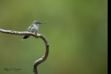 colibris !