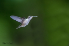 Oiseau mouche
