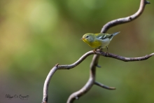 Moucherolle à ventre jaune