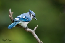 Geai Bleu