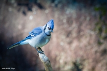 Geai bleu !