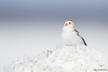 Bruant des neiges