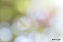 _HIL8124_copie