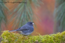 _HIL9282-PhotoShop copie