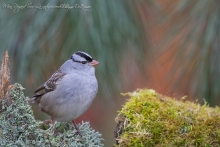 _HIL9290-PhotoShop copie