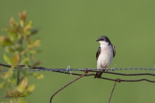 Hirondelle bi-colore femelle