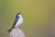 Hirondelle bi-colore mâle