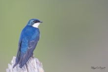 Hirondelle bi-colore