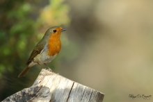 Rouge gorge