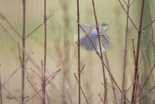 mésange