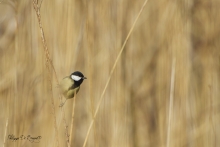 Mésange charbonnerie