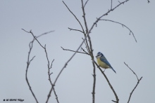 Mésange bleu