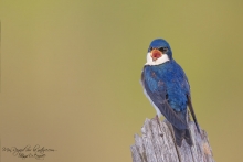 Hirondelle bi-colore