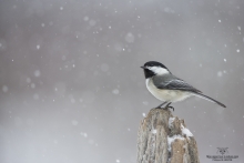 Mésange à tête noir