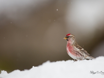 Sizerinè flammé (15)