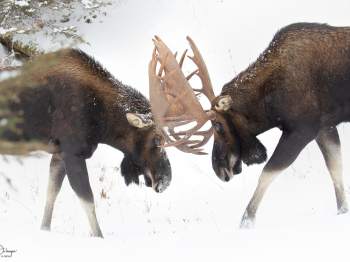 5D4_2117-Modifier-copie