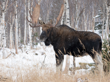 5D4_2424-Modifier-copie-2