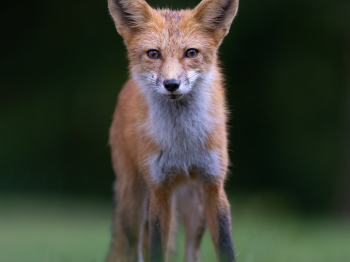 5PH1171-2-Modifier-copie-2