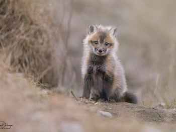 5PL0802-Modifier-copie-2