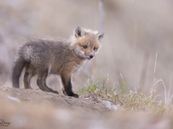 5PL0923-Modifier-copie-2