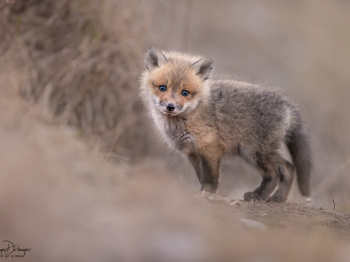 5PL0968-Modifier-Modifier-copie-2