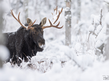 5PL1683-Modifier-copie-2