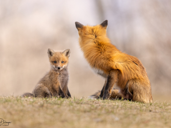 5PL4783-Modifier-copie-2