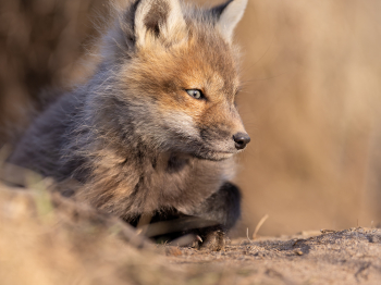 5PL5454-Modifier-copie-2