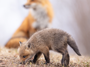 5PL9038-Modifier-copie-2